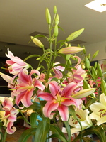 Foto: Dr. Peter Müller